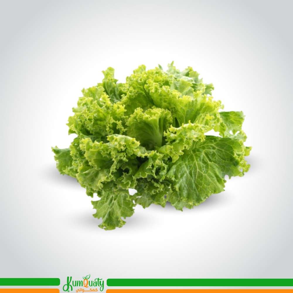 خس لولو  (علبة)