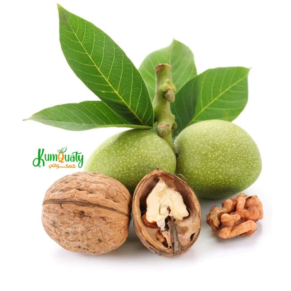 جوز ( عين الجمل ) علبة