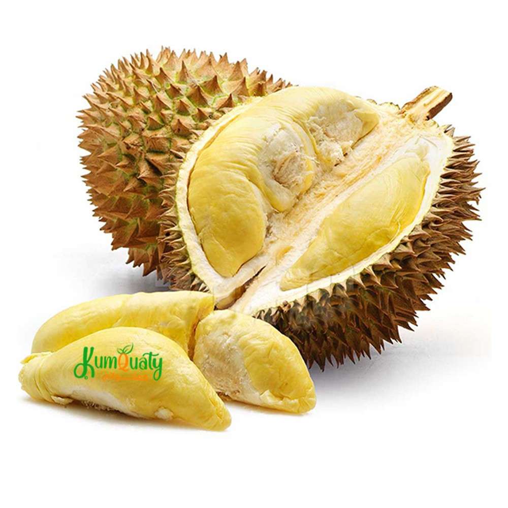 دوريان علبة