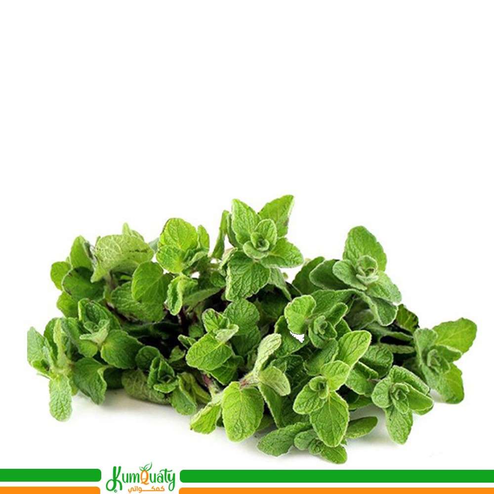 زعتر اخضر ربطة